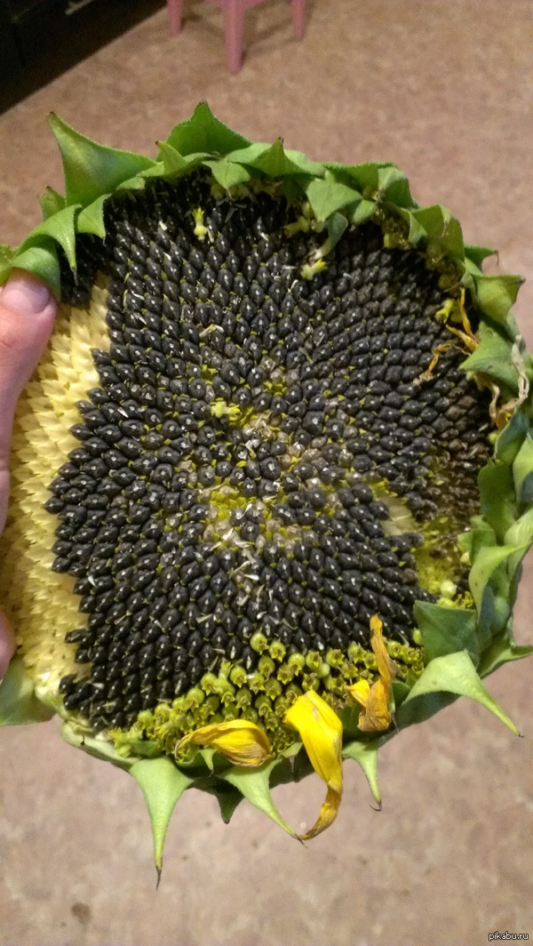 Выросла "зараза"))пока шла за телефоном,немного не удержалась,попрбовала))