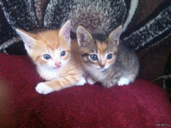 Отдадим котят в хорошие руки. | Пикабу