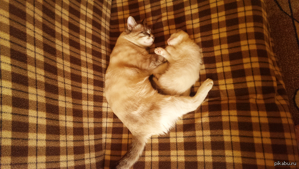 Мой ми-ми-метр сломан :3 | Пикабу