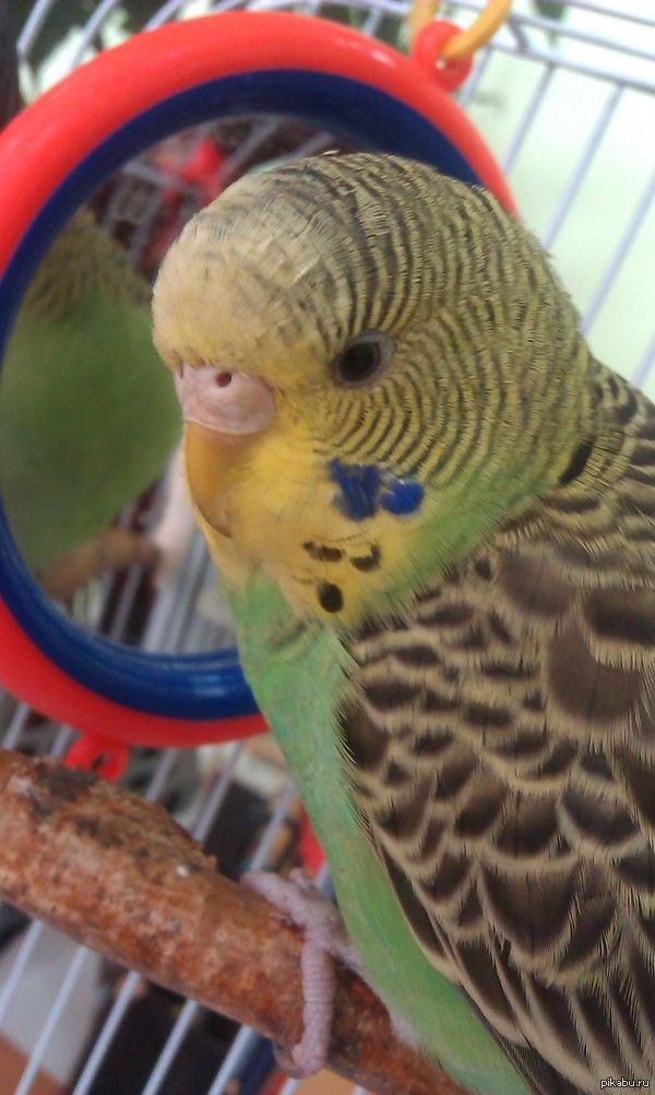 Помогите определить пол попугая, пожалуйста