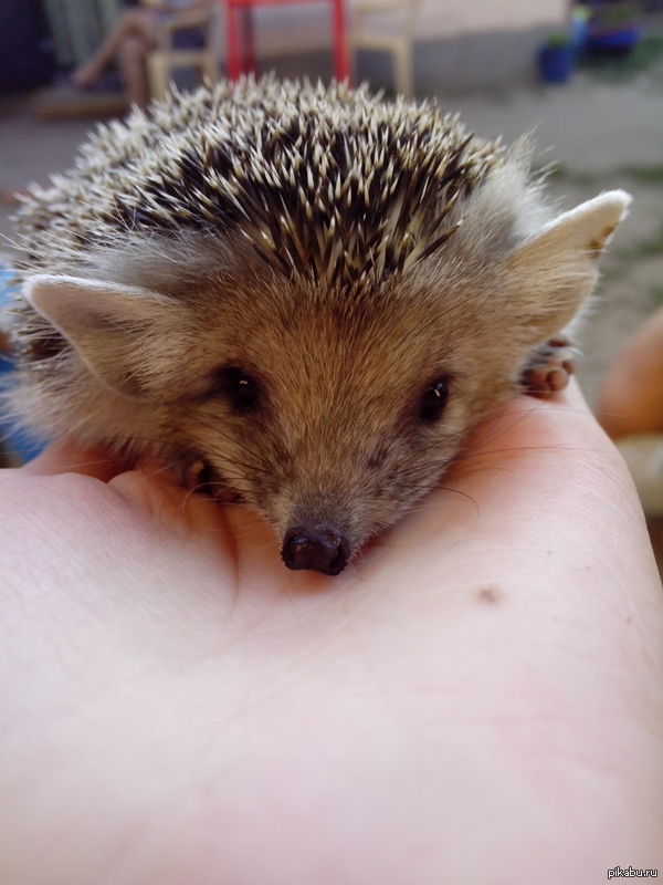 Степной ёжик :)