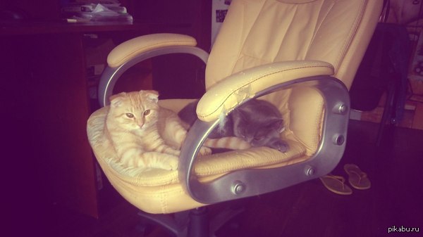 Мои котейки)
