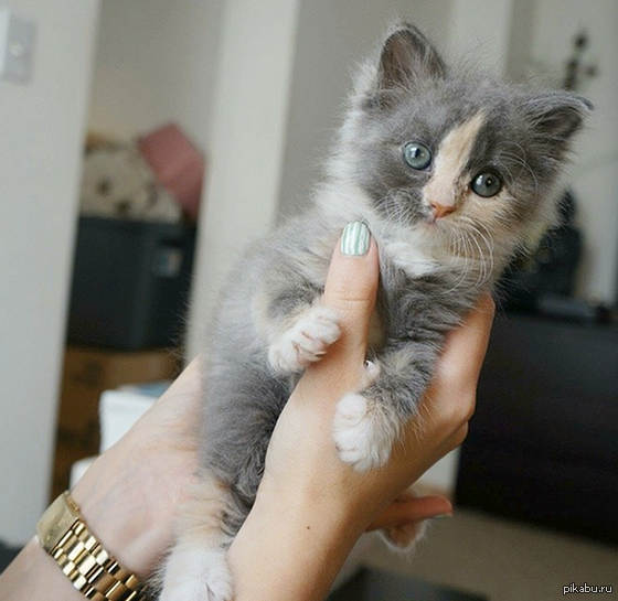 Маленький котэ