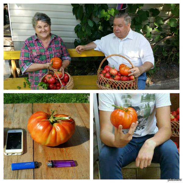 Дед с бабушкой вырастили замечательный урожай.