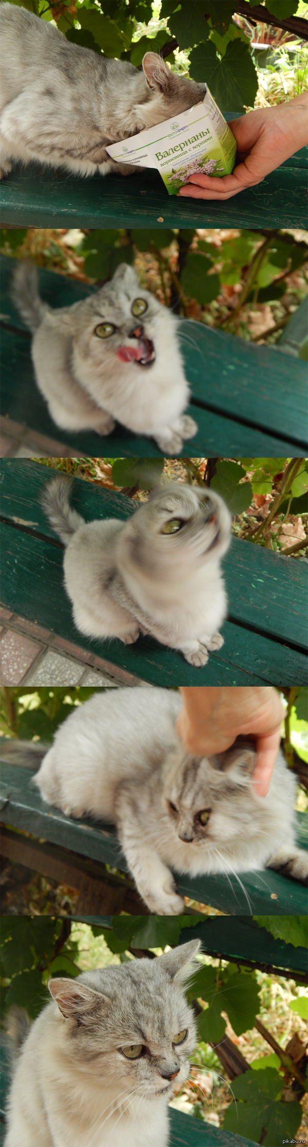 "Сфотографируй кота!" говорили они.