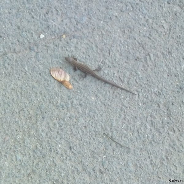 �������� ���������.