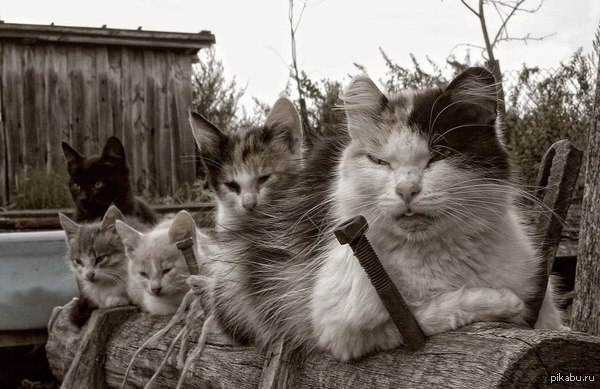 Котобанда | Пикабу