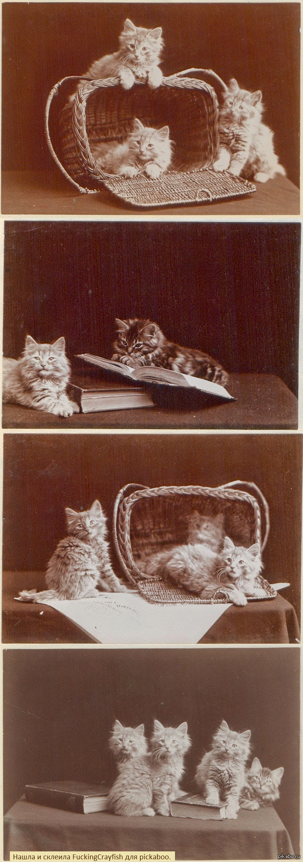 Котята столетней давности. | Пикабу