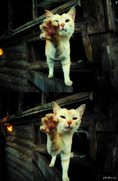 ��� �����) ������� �������� ������ ������������)))