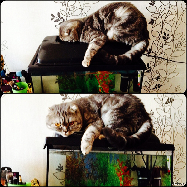 ��� ��� ���� �� �������, ��� � ������ ������� �������� � ������� =)