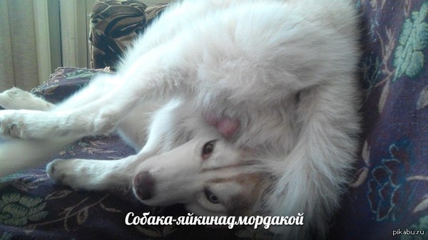 Мой песик