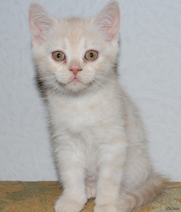 ������, �������� ���������� ������! ���������� ���������, �� ���� ��� 3 ������, ������ ��� 4. ������� � �����, ������ � �����. � �����������