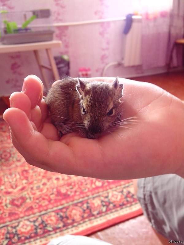 Детеныш дегу | Пикабу