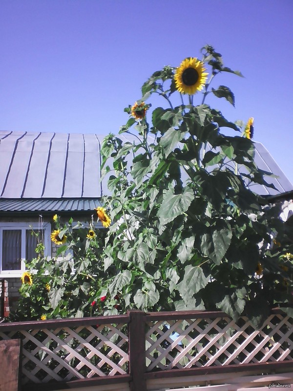 "Посади подсолнухи", - говорили они. "Маленькие, метр в росте", - говорили они.
