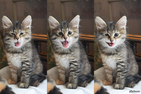 �������� ���� :3