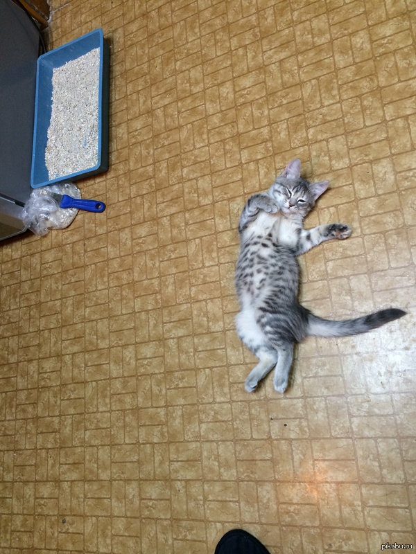 Котейка балдеет