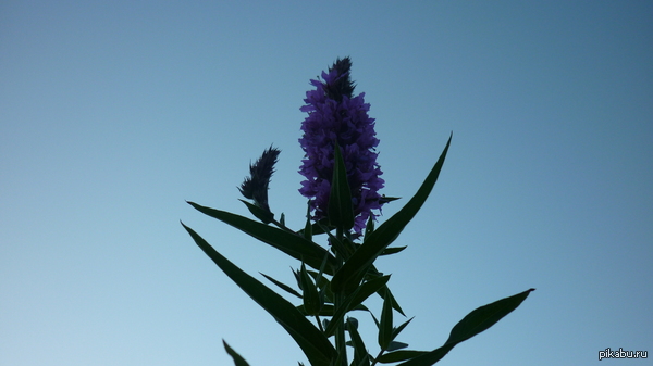 ������� �������