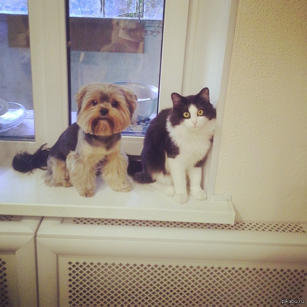 ������� � ����������)