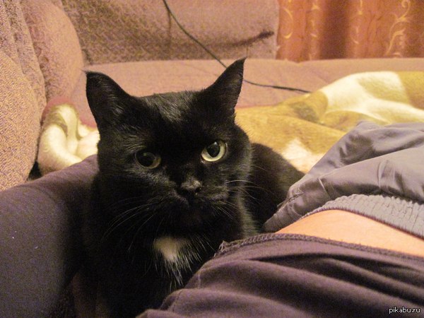 Любимка в нашем доме, желает всем пикабушникам спокойной ночи!:)