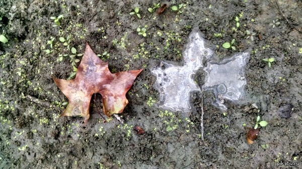 На фото справа лист в конечной стадии разложения, слева лист для сравнения.