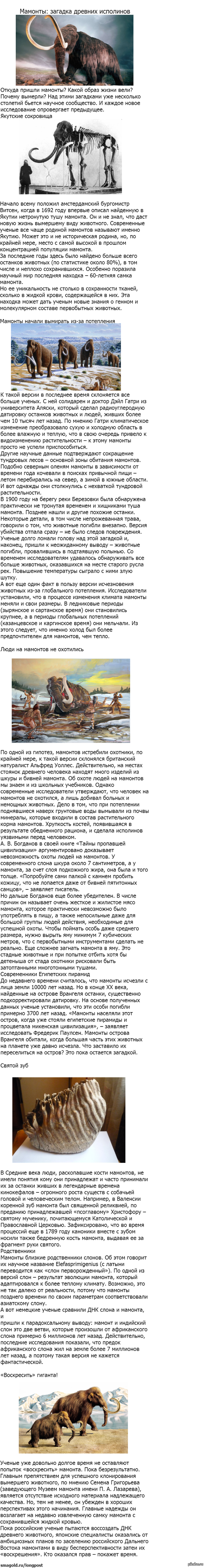 Мамонты: загадка древних исполинов
