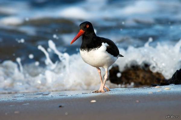 Haematopus palliatus   -             ,  ,,  .