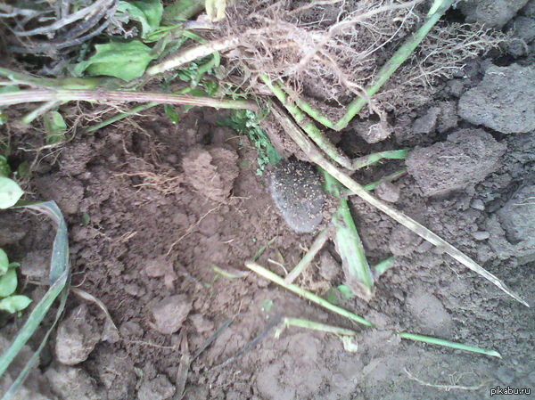 Digging potatoes today and found just such a lump - Mouse, Mouse