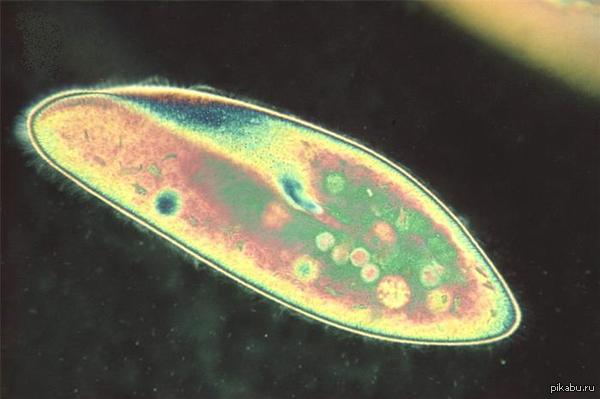 � ����� �� ���� http://pikabu.ru/story/_2618859