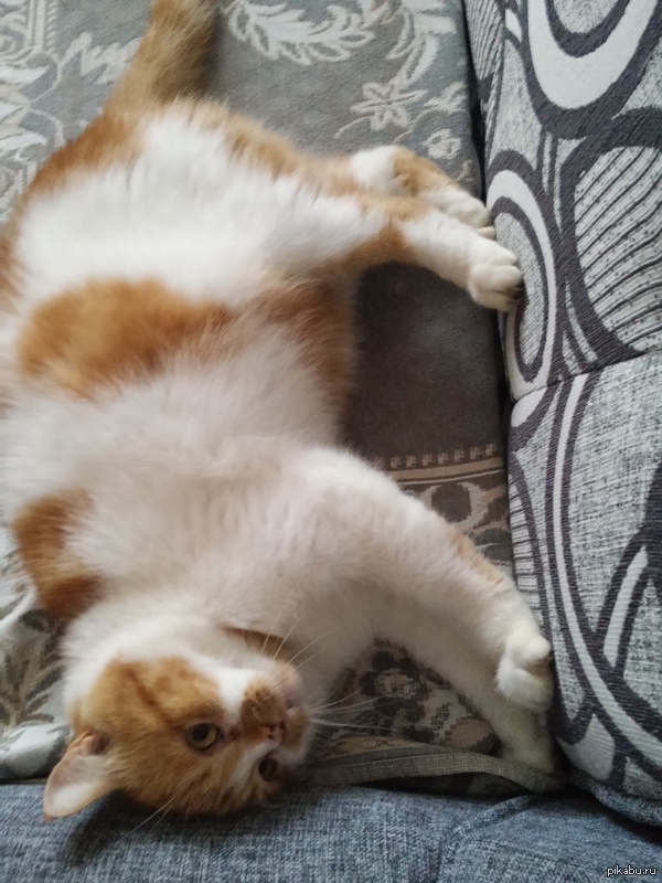 ��������� ���������, ����� �������� � �����.