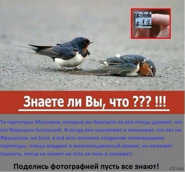 The life of birds is perishable - Pain, Birds, Decay