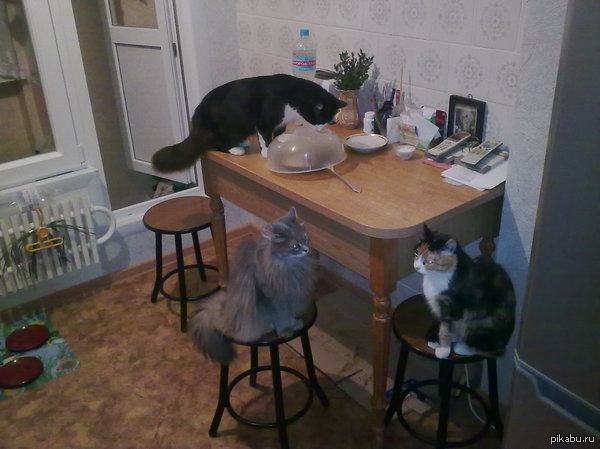 Разница в воспитании