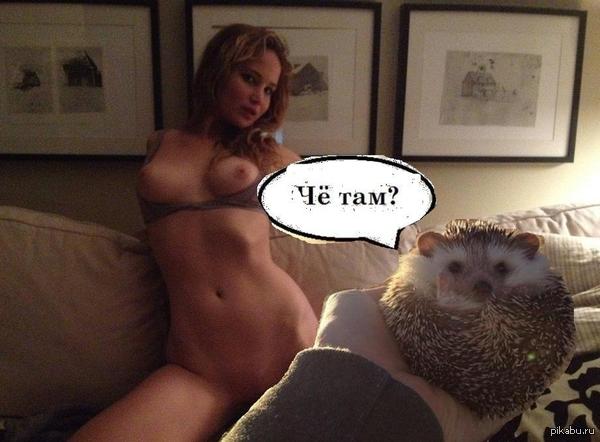 What's up there? - NSFW, , Hedgehog