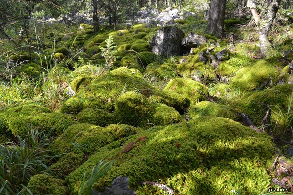 ������� ��������