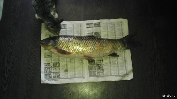 Вернулся с рыбалки, мой кот немного шокирован ))))