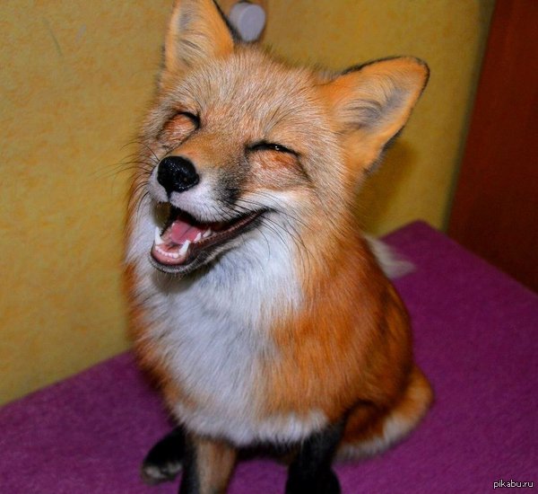 Just a happy fox - Fox, Joy, Fox