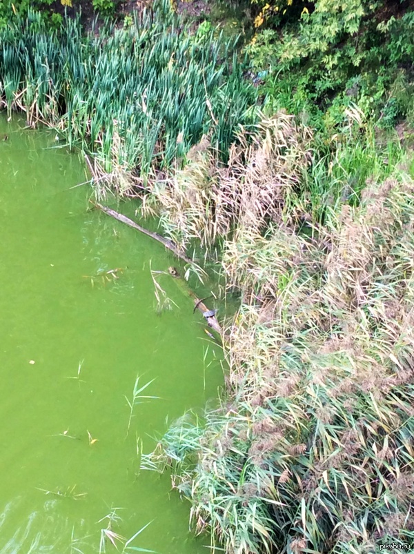 Есть ли жизнь в реке? | Пикабу