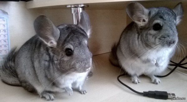 Дыбы в интернетах слегка разбавить посты с котами ,добавлю фотку своих милашей-шиншиллят :)