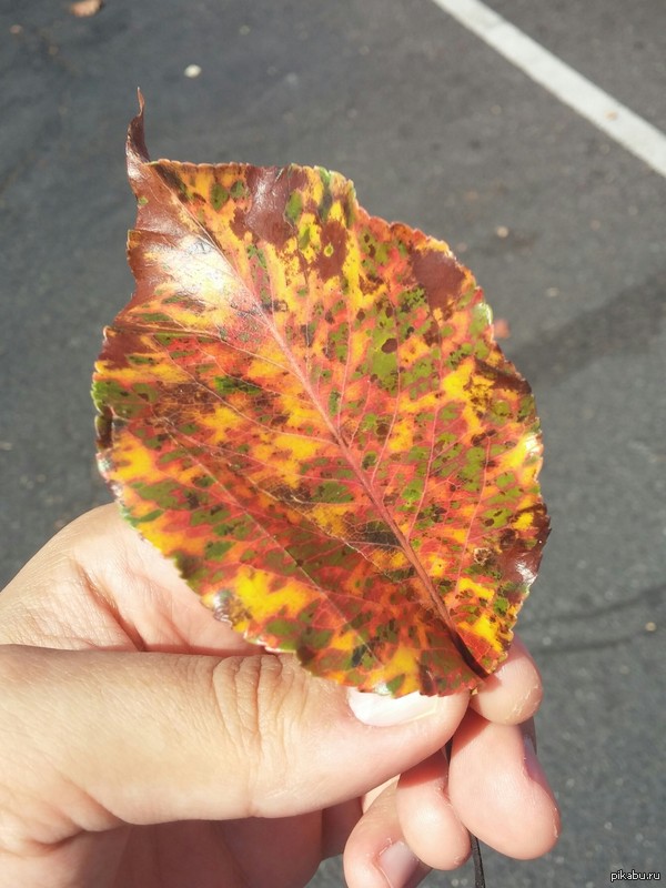 ��������� ������� ����