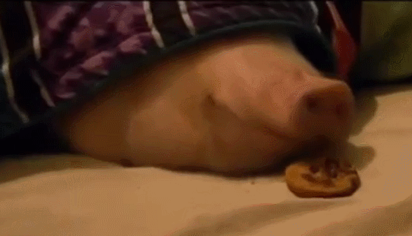 Lucia_Omnomnom Accident