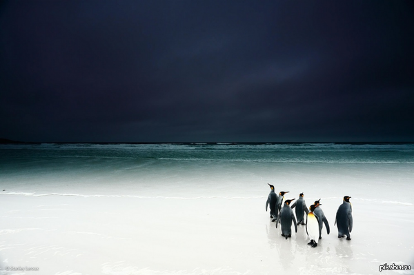 Короли мрачного пляжа