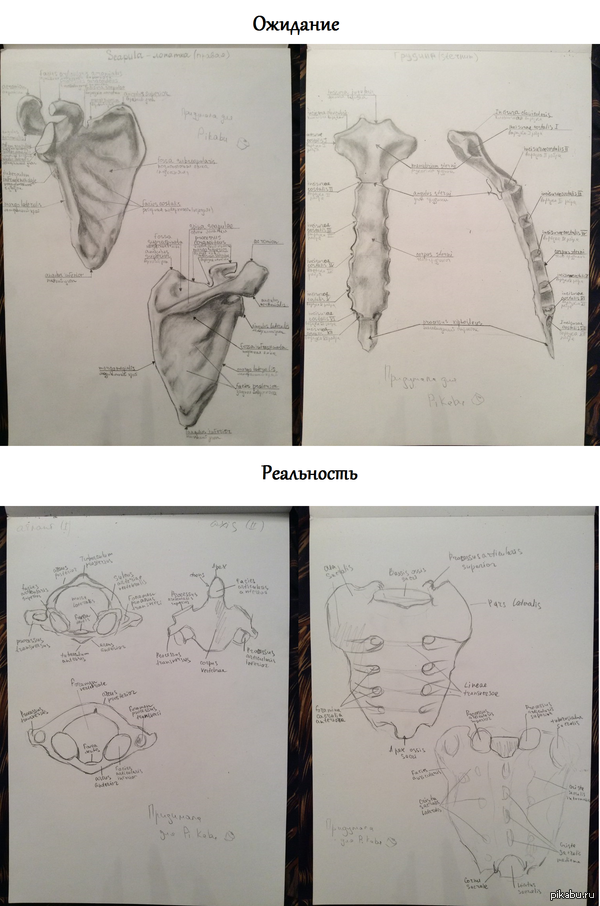 Поступила в мед. Мой альбом по анатомии)