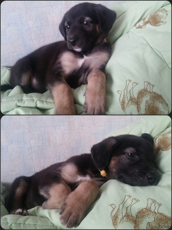 Пятничное моё) Вернее, мой) с 10 лет мечтала о собаке и в канун двадцатилетия мечта сбылась:3 Не плюсов ради, но радостью поделиться)