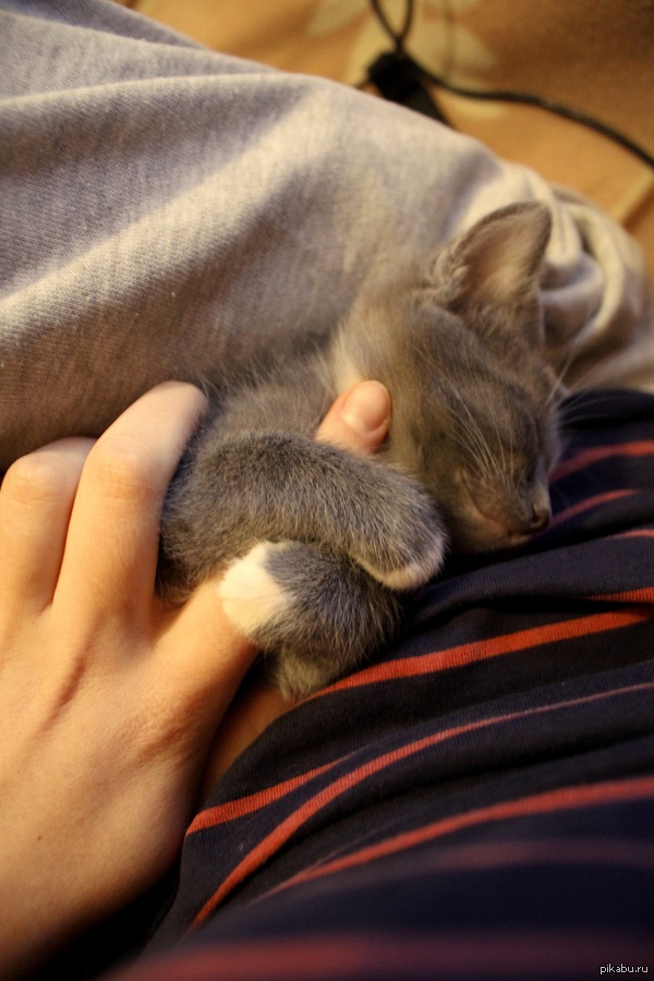 ������ �������