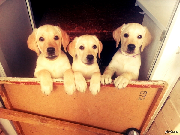 Я зову их " Адольфики"