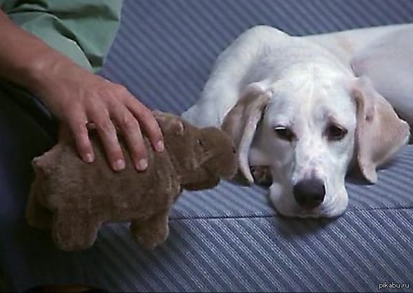 Бегемот из фильма "Непристойное предложение". Прошу помощи