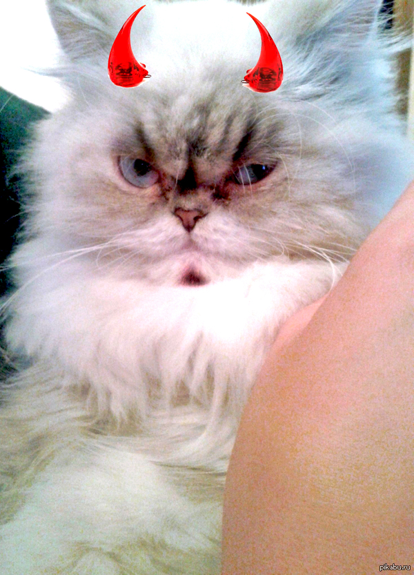   Grumpy Cat?     