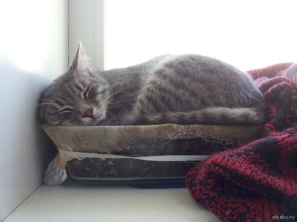 ��� ����� ���