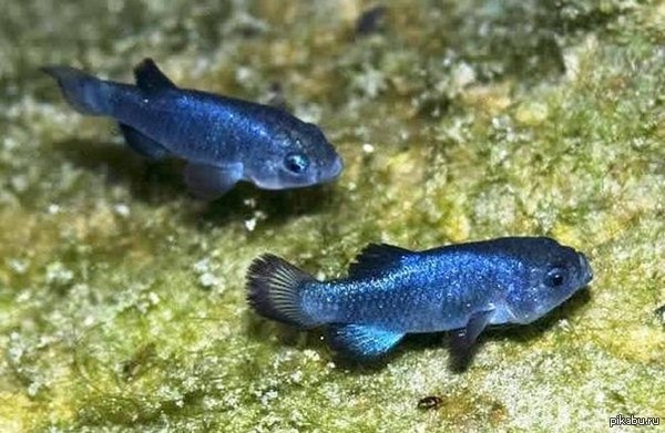     (. Cyprinodon diabolis)       most endangered fish  ,    .