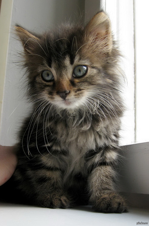 Котенок в добрые руки. Около 1 мес., черепахового окраса, очень активный) Помогите, пожалуйста, пристроить малыша