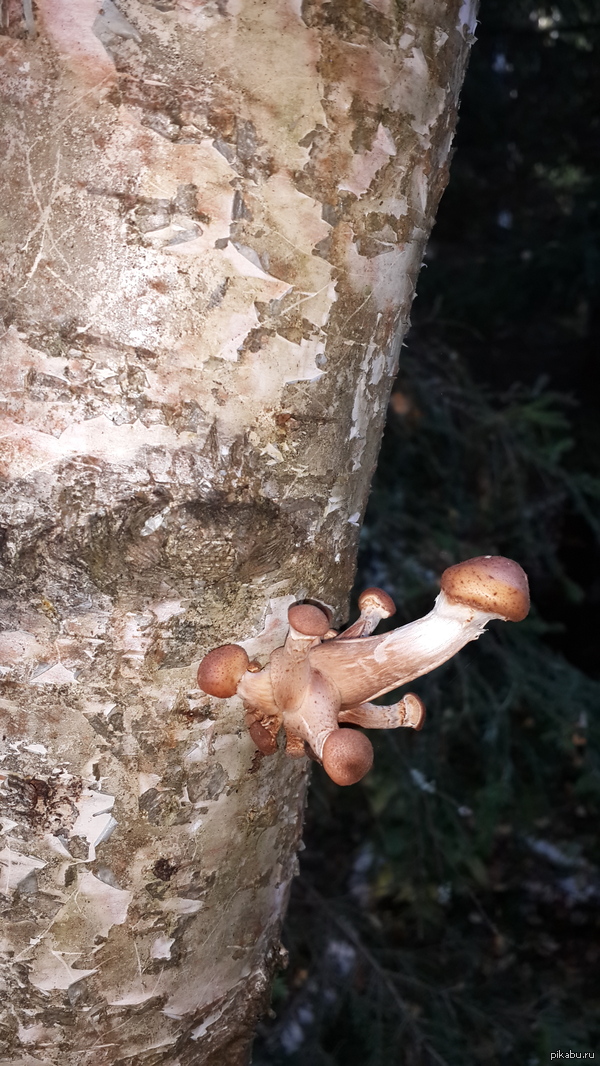 So that's what you are, polynomial... - NSFW, My, Mushrooms, Honey mushrooms, Tree, Birch, Bark, Polynomial, Member, Penis